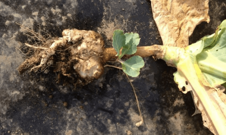 Cabbage diseases: how to prevent spread and preserve the harvest