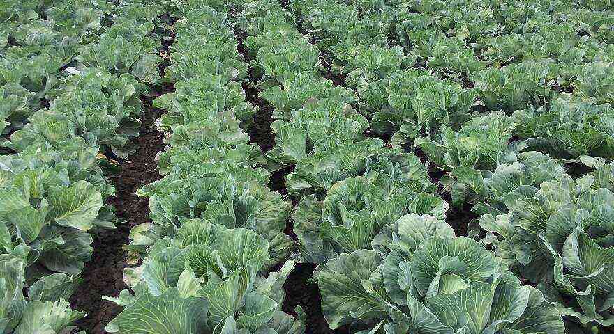 Cabbage Galaxy F1: variety description and cultivation