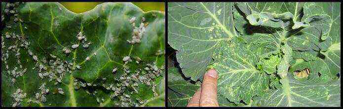 Common diseases and pests of cabbage: treatment and prevention