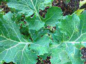 Decorative and useful kale collard greens: curly, pimple-leaved and flat-leaved varieties