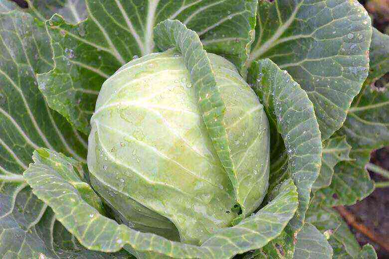 Everything you need to know about growing large and tasty white cabbage