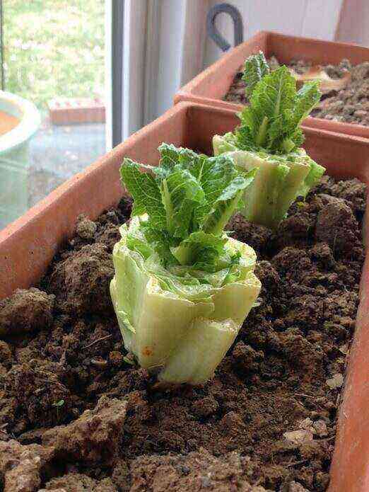 How to grow Chinese cabbage on a windowsill: varieties, planting, picking and care features