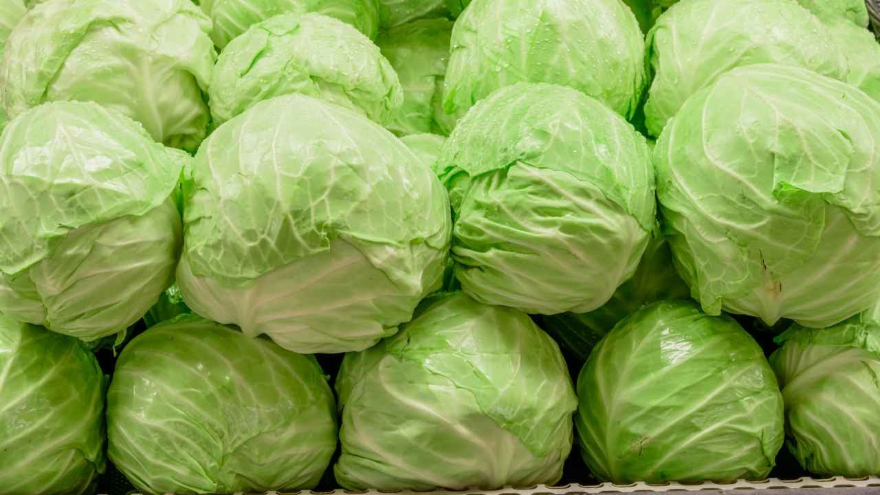 Dense, healthy heads of cabbage are suitable for storage.