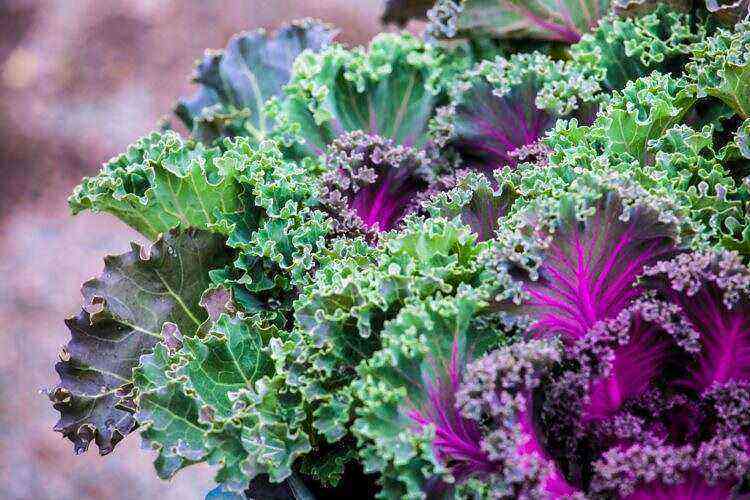 Kale cabbage: care and cultivation