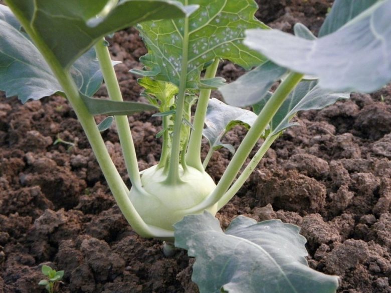 This is how kohlrabi grows in the garden, one of the most ancient types of cabbage.