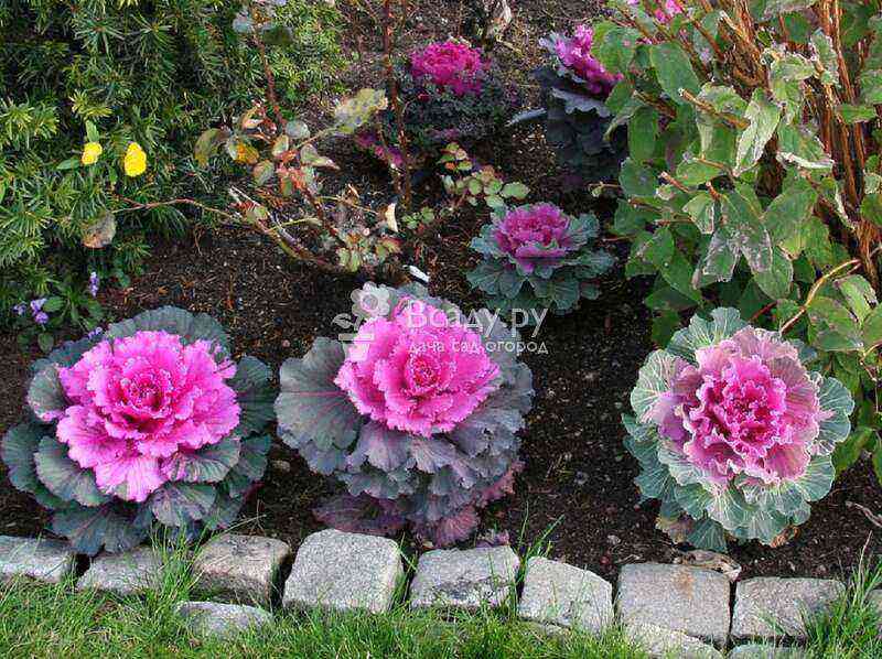 Ornamental cabbage is a great solution for creating a flower garden