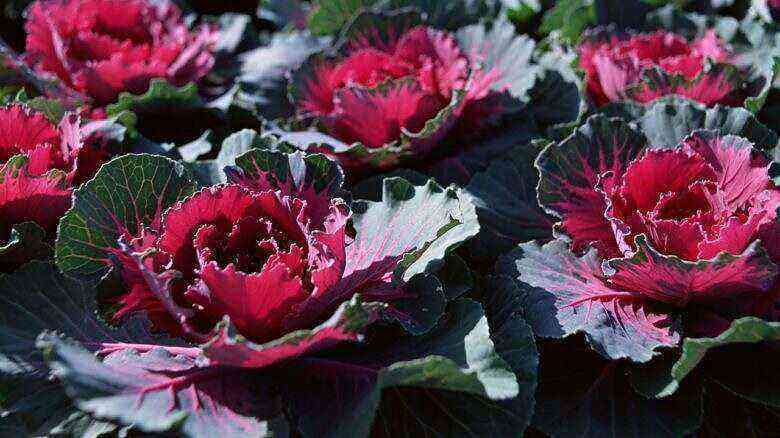 Ornamental cabbage is the best solution for any garden or flower garden