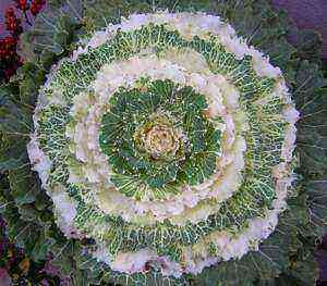 Ornamental cabbage: photo, planting, cultivation and care