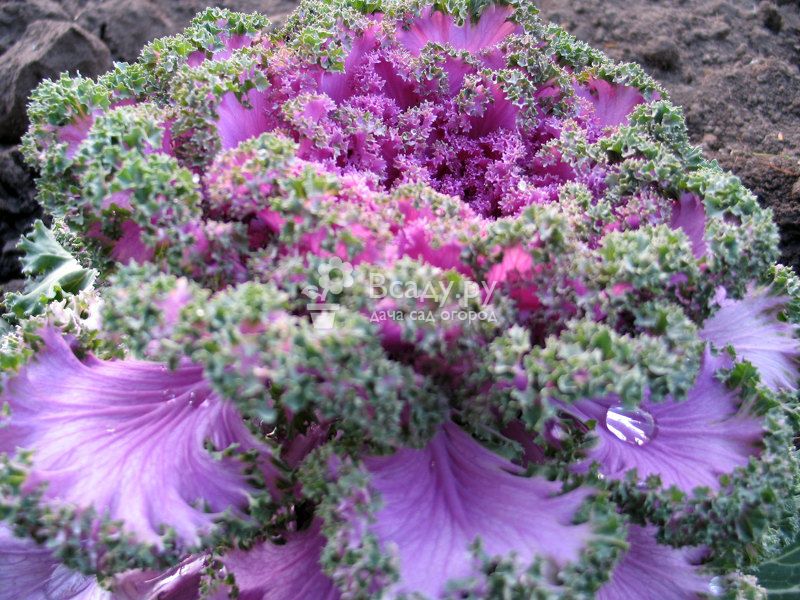 Ornamental cabbage - planting and care in October