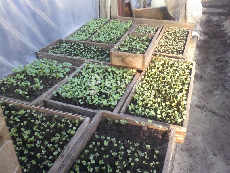 Cabbage seedlings in wooden boxes