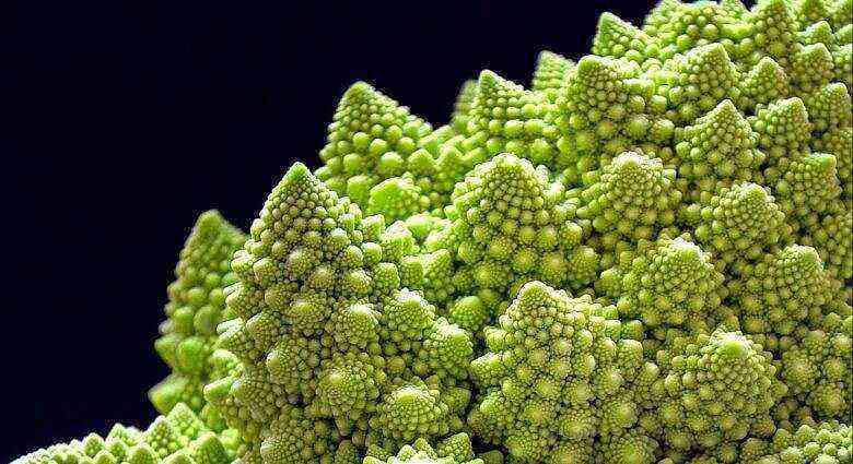 Romanesco - a miracle vegetable or common cabbage?
