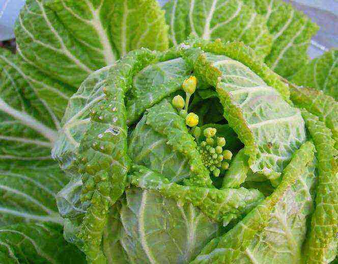 Savoy cabbage: an interesting vegetable native to Europe