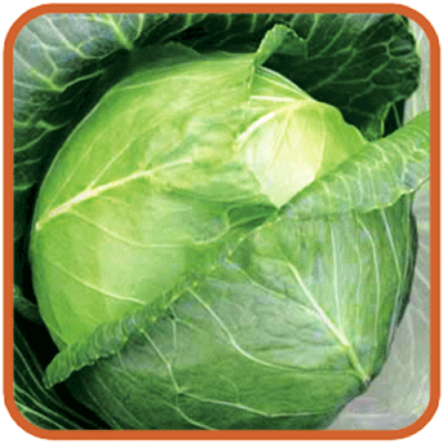 Turkiz cabbage