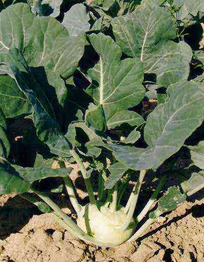 The best varieties of kohlrabi cabbage
