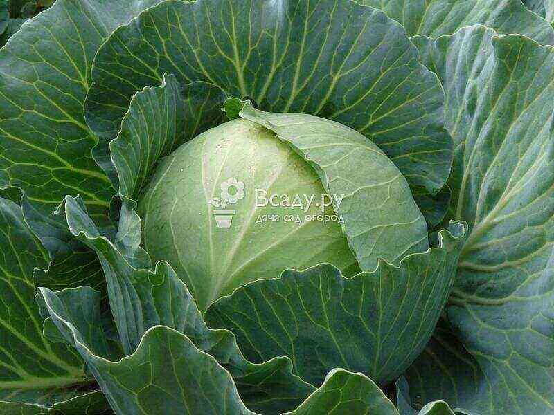 Types of cabbage: photos, names of the best varieties and description of characteristics