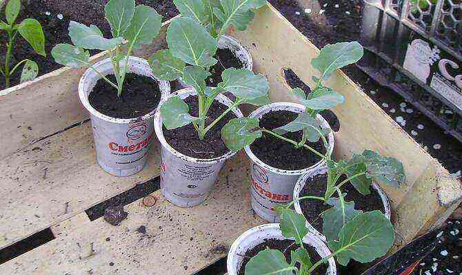 When is it better to sow broccoli for seedlings and plant in open ground