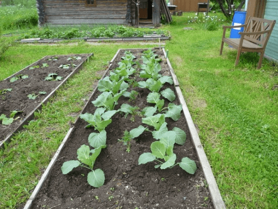 Planting scheme for broccoli cabbage
