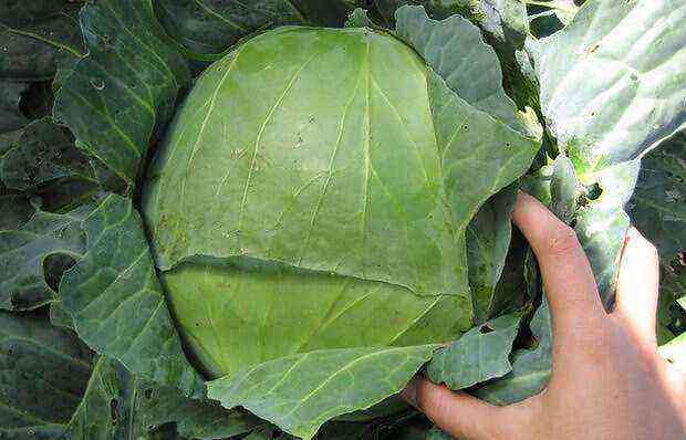 White cabbage Gift: what attracts the cultivar of gardeners and how to achieve high yields