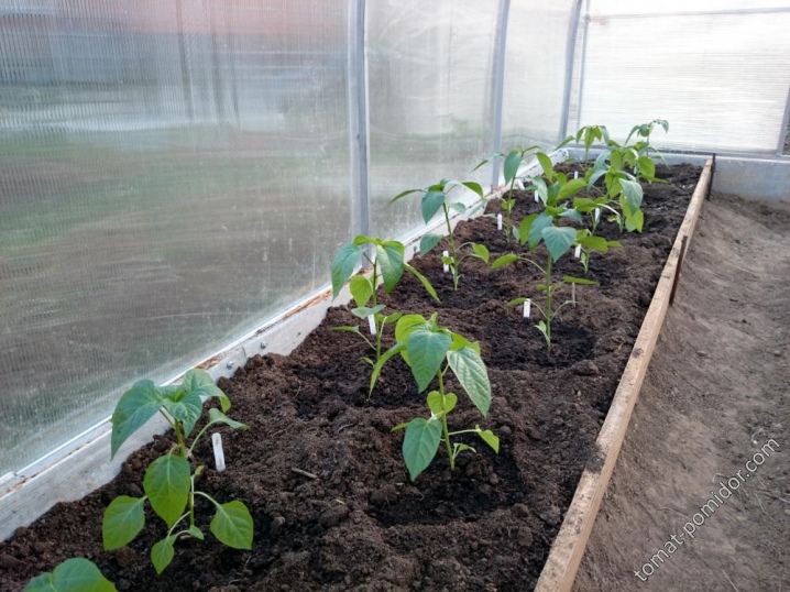Vše o výsadbě paprik ve skleníku