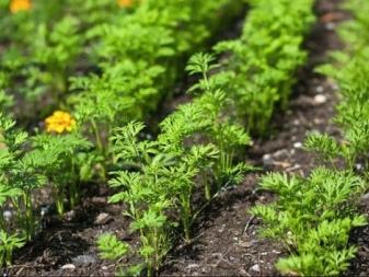 All about carrot seedlings