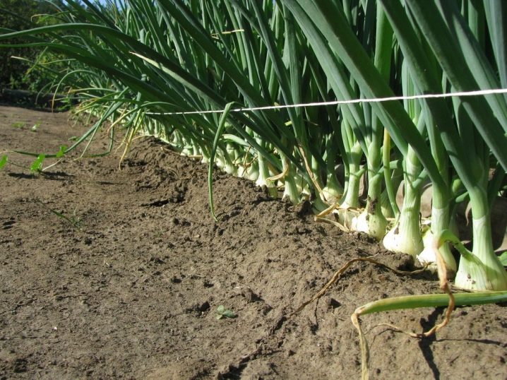 Everything you need to know about onions and their cultivation