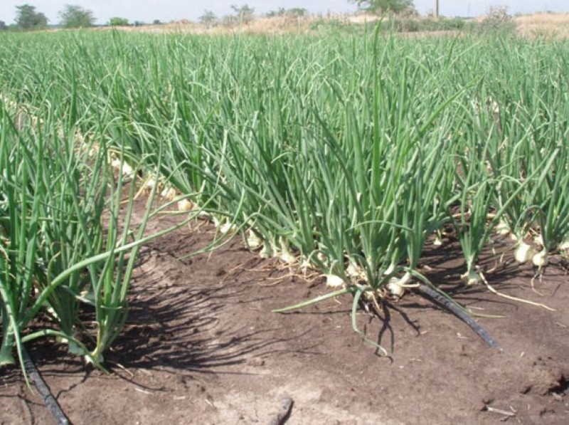 growing onions with drip irrigation