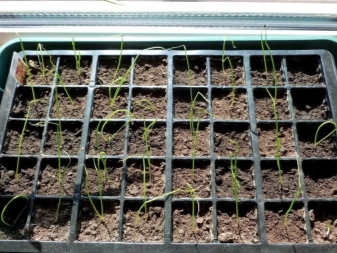 Growing leeks from seeds