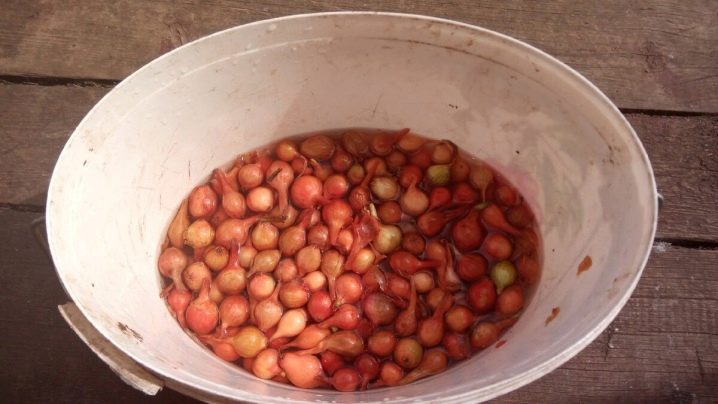 How to soak onions before planting?