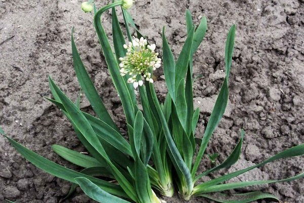 Cibule Slizun: Jak zasadit a pěstovat?
