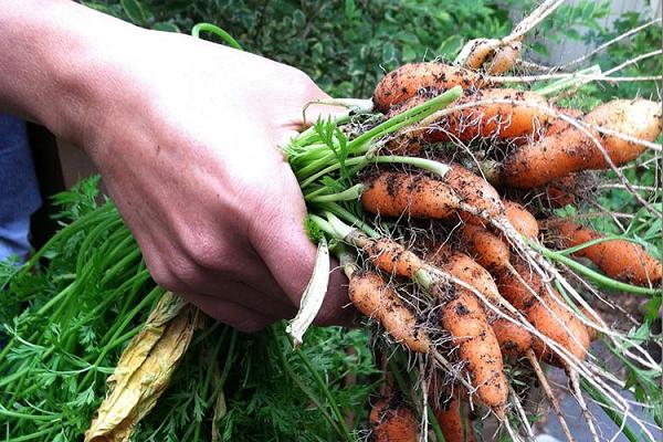 thinning of carrots