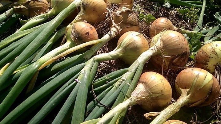 When to remove onion sets from the garden?