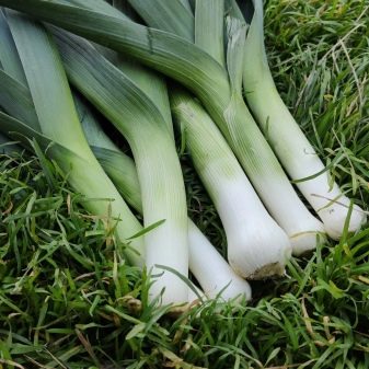 Leek and its cultivation