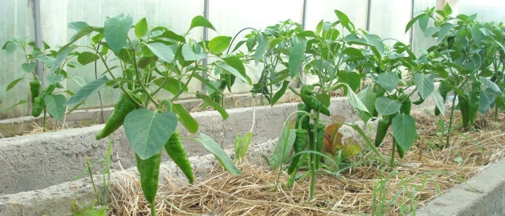 Nuance pěstování papriky ve skleníku