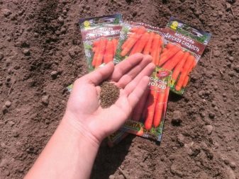 The nuances of planting carrots before winter