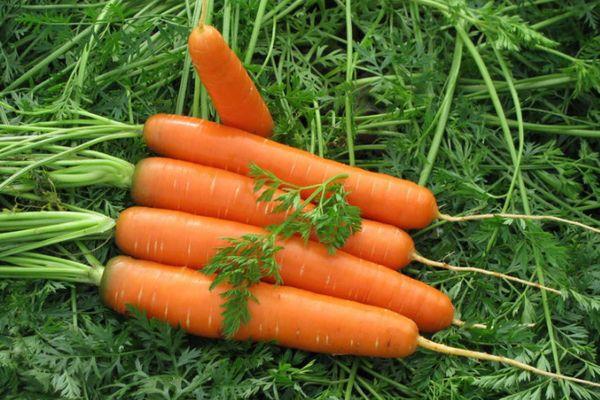 Carrots on the grass