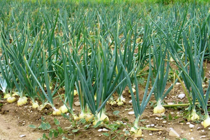 Features of growing black onions