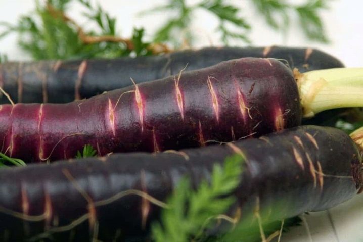 Black carrots and their cultivation