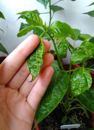 What to do if pepper leaves curl in a greenhouse?