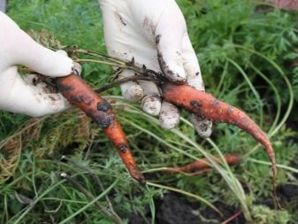 What can be planted next to carrots in the same garden?