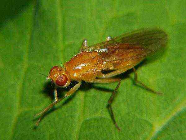 How to deal with a carrot fly with ammonia, methods of processing and watering