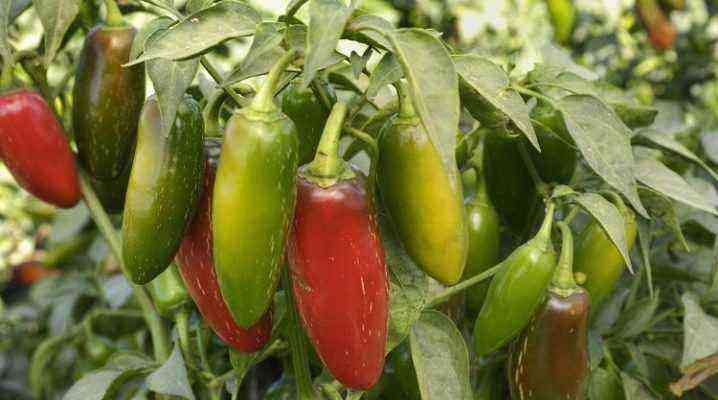 What can be planted with hot peppers in one garden?