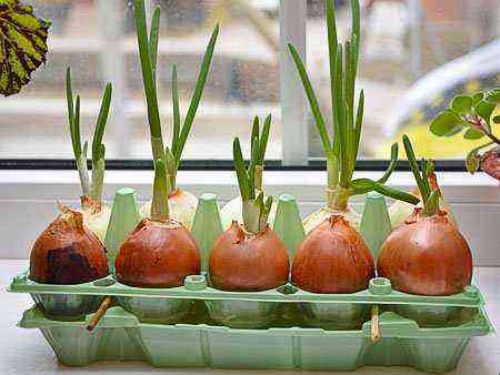 How to grow green onions in water on a windowsill