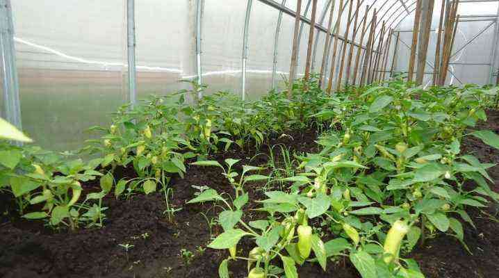 The nuances of growing peppers in a greenhouse