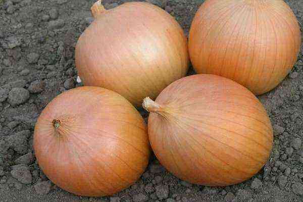 Variety Setton: How to grow onions?