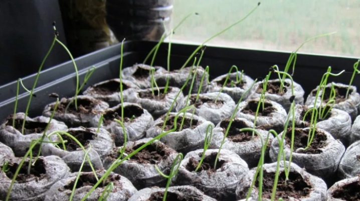 Cultivo de cebollas a partir de semillas en un año a través de plántulas.