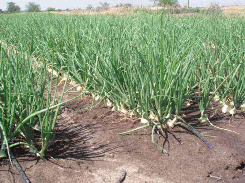 Growing onions on drip irrigation – a few tips for novice gardeners and farmers
