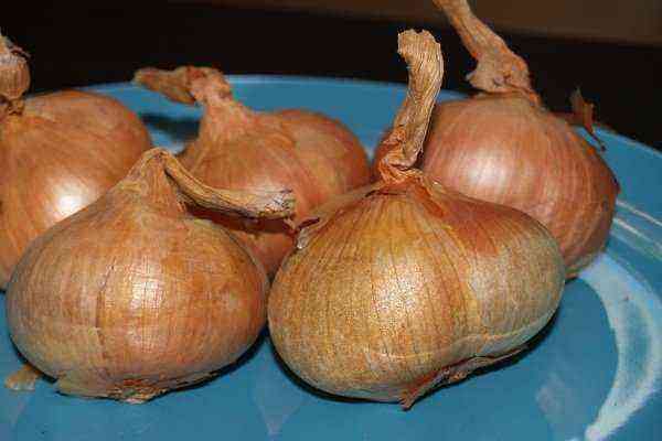 Family onions: varieties, cultivation, reviews
