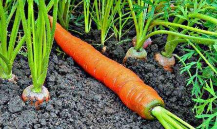 The better to feed carrots, drugs and fertilizer with folk remedies