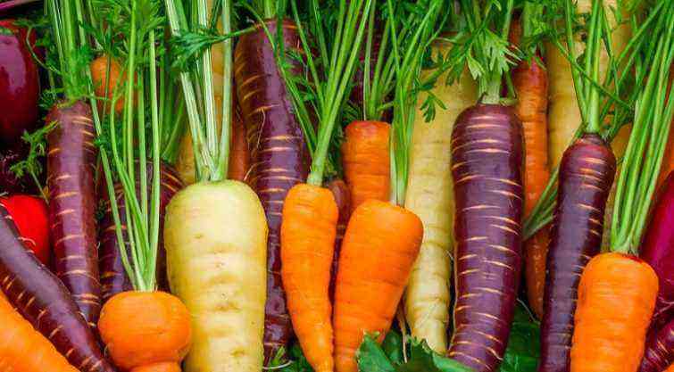 TOP of the best varieties of carrots with photos and descriptions