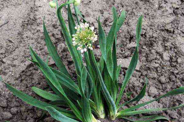 Onion Slizun: How to plant and grow?